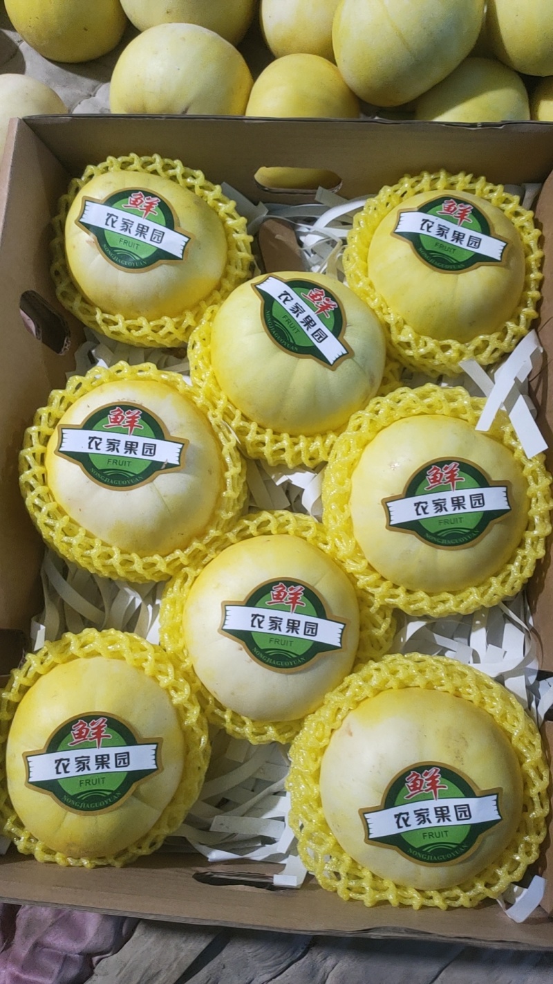 精品花蕾系列高糖度甜瓜