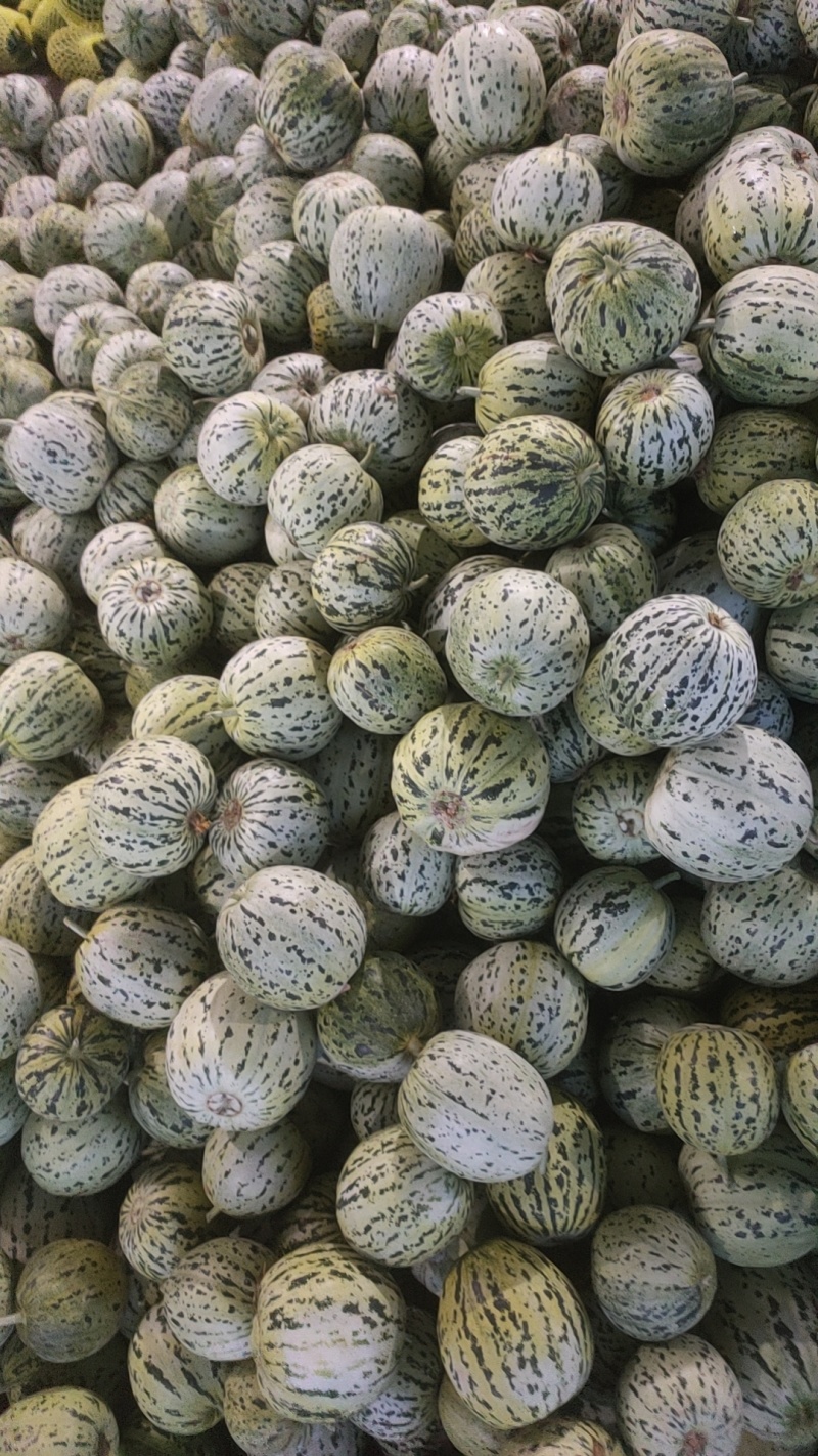 精品花蕾系列高糖度甜瓜
