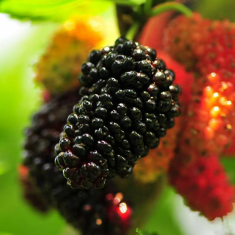 桑葚新货干净无沙精选新疆黑桑葚干泡水泡酒泡茶桑葚干无硫无