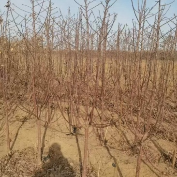 苹果树苗大量供应各种规格苹果树苗
