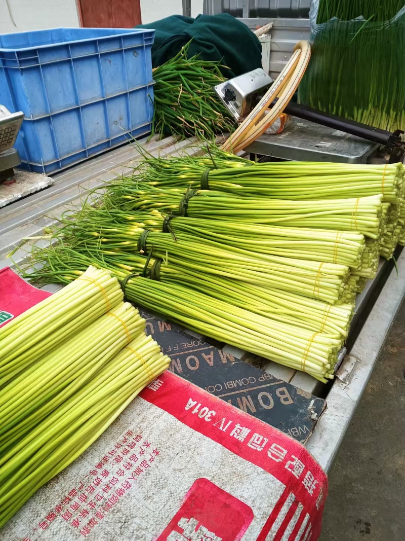 彭州蒜苔大量上市了，欢迎大家前来采购！！！！！！！！！！