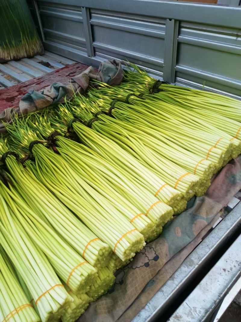 彭州精品白帽蒜薹精品40~50cm，大量上市了哦