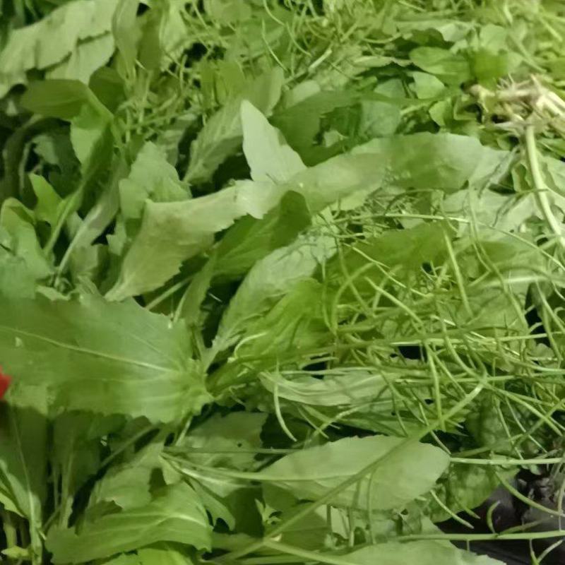 蔊菜