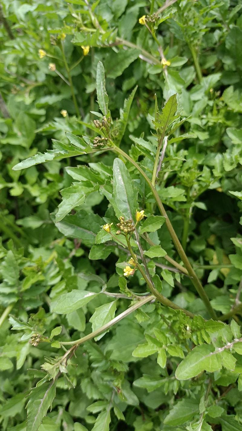 蔊菜