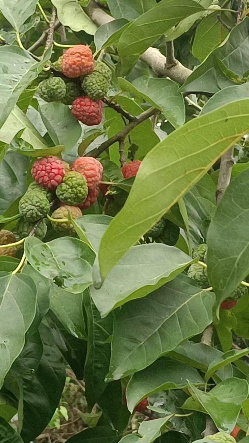 蔊菜