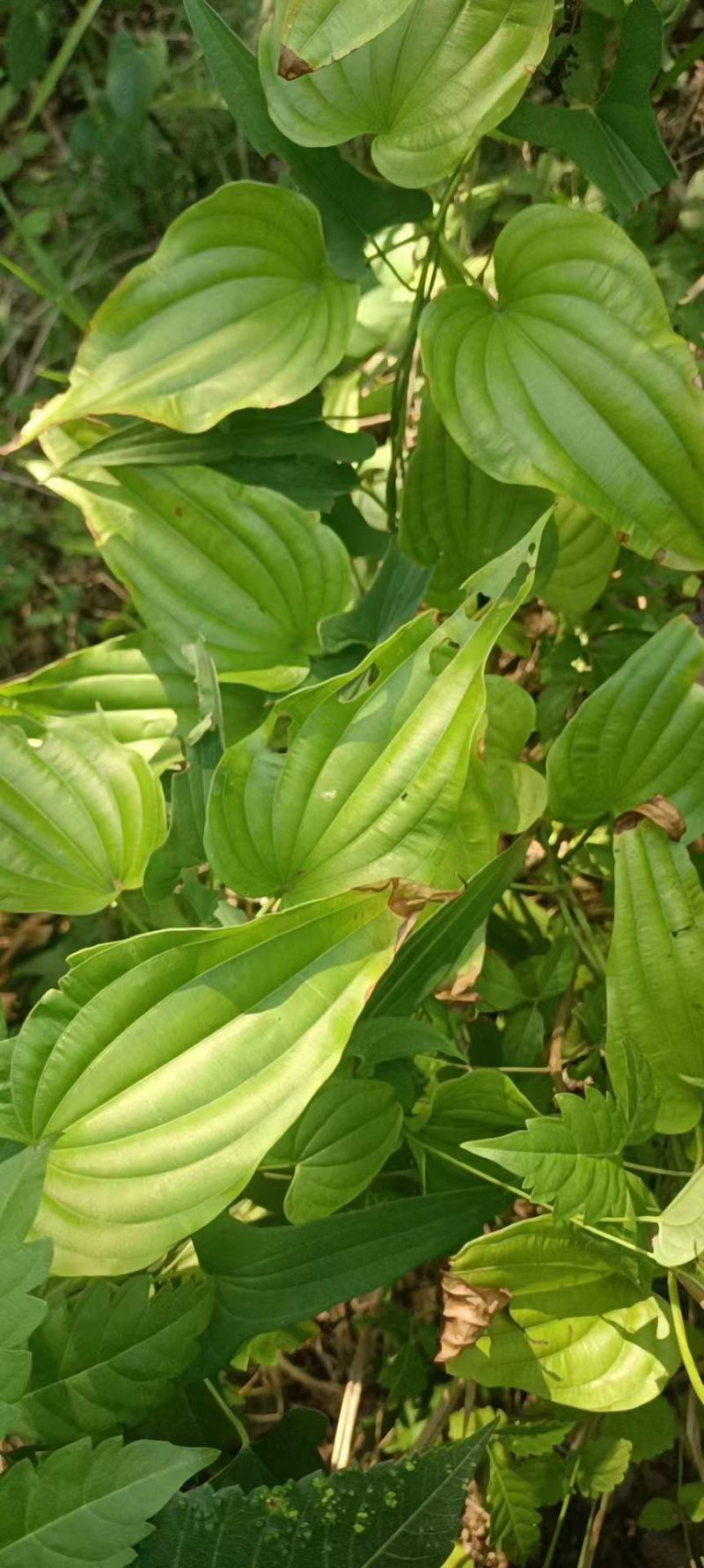 蔊菜