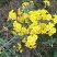 蔊菜