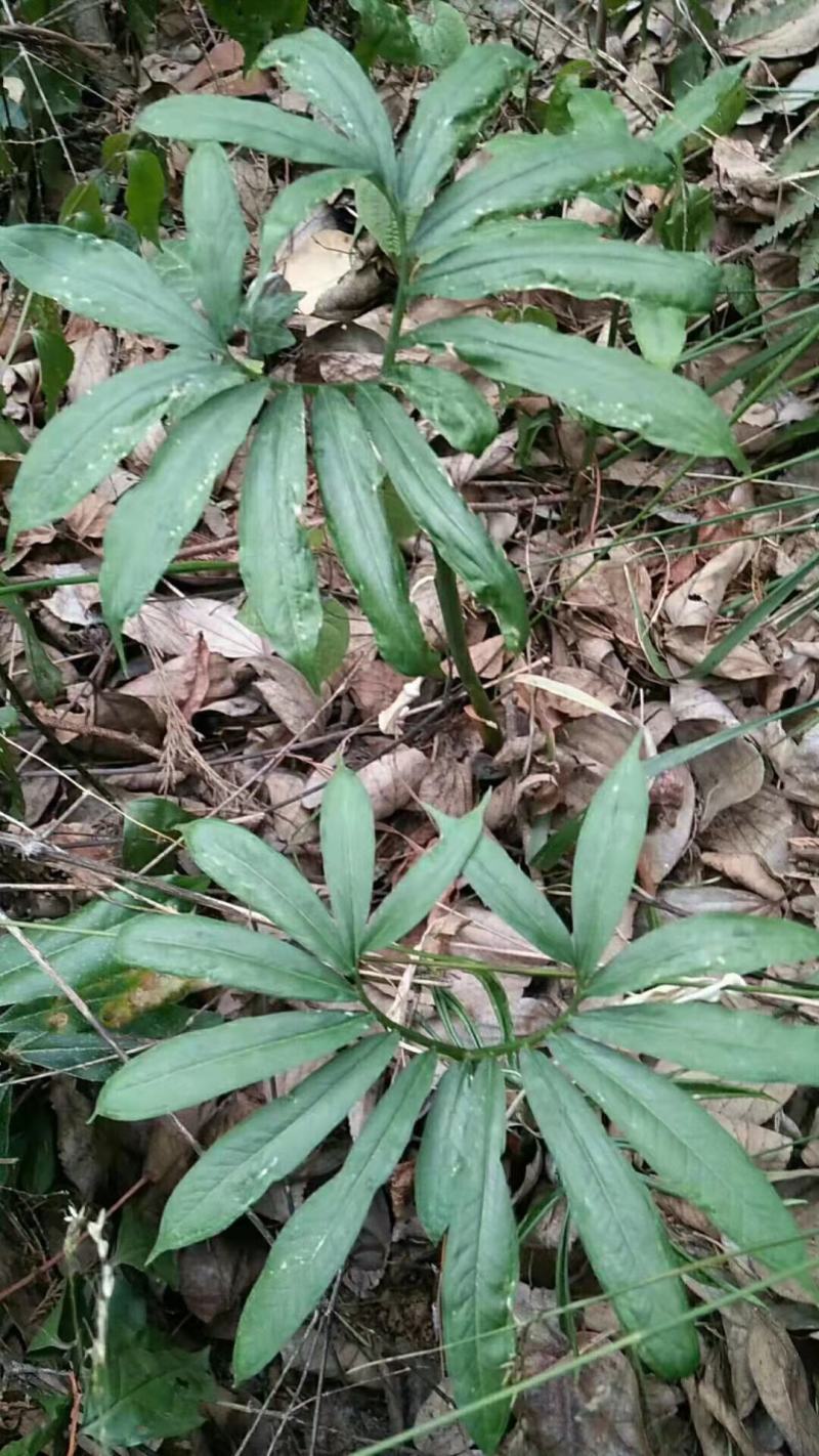 蔊菜