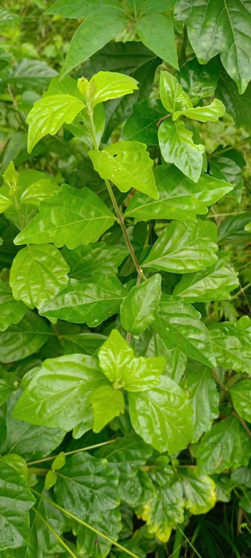 蔊菜