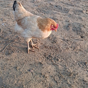 9月龄林下散养土鸡
