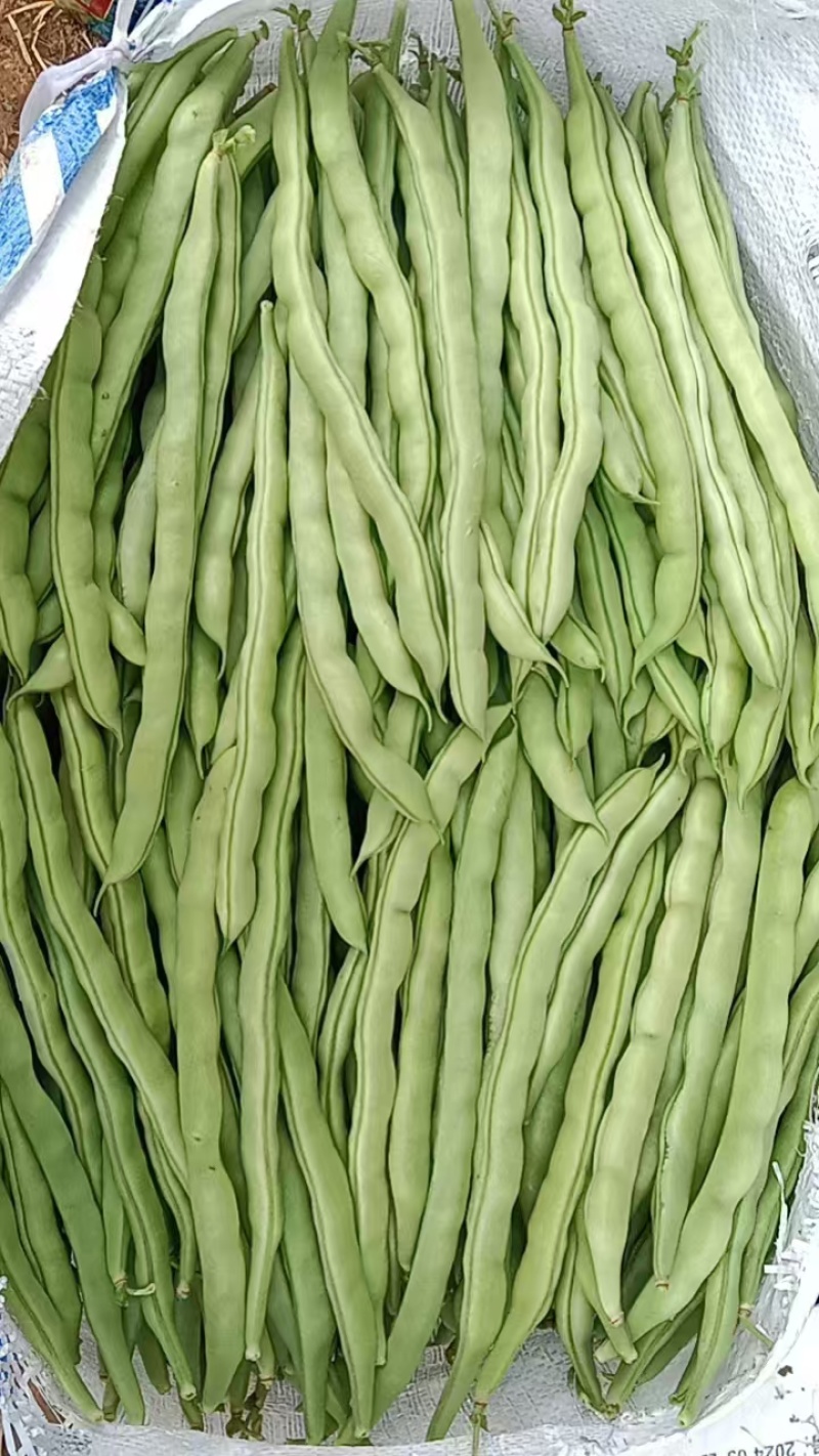 精品四季豆已大量上市，需要的老板前找我对接