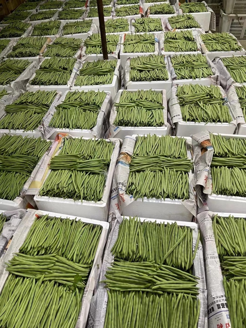 精品四季豆已大量上市，需要的老板前找我对接