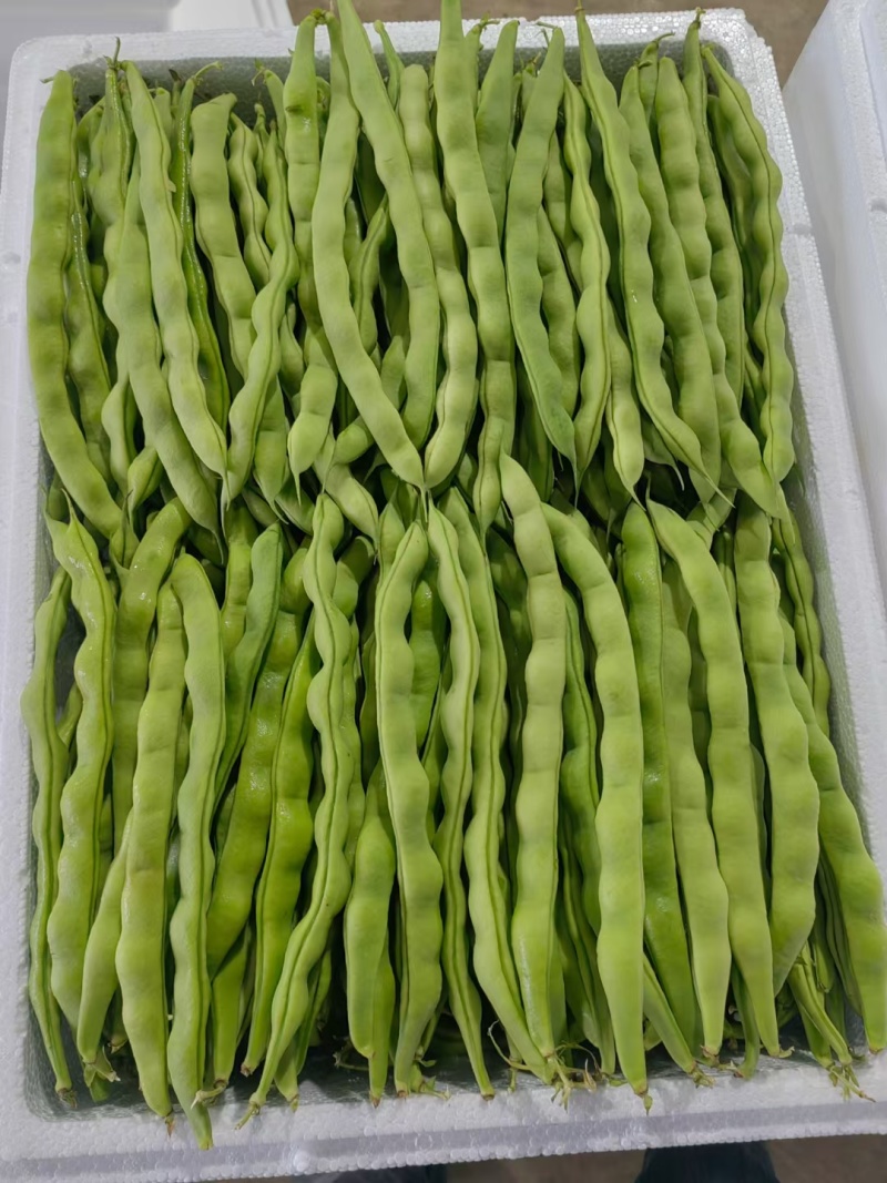 精品四季豆已大量上市，需要的老板前找我对接