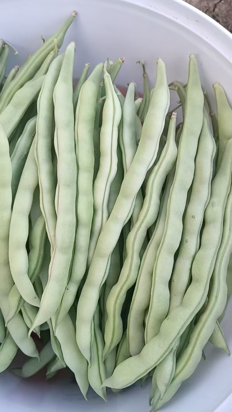 精品四季豆已大量上市，需要的老板前找我对接