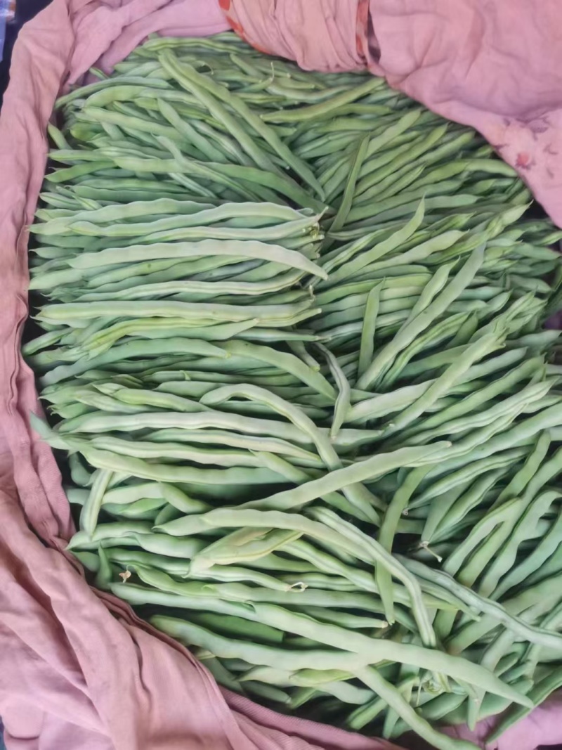 精品四季豆已大量上市，需要的老板前找我对接