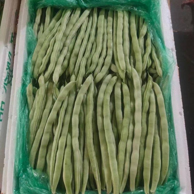 精品四季豆已大量上市，需要的老板前找我对接