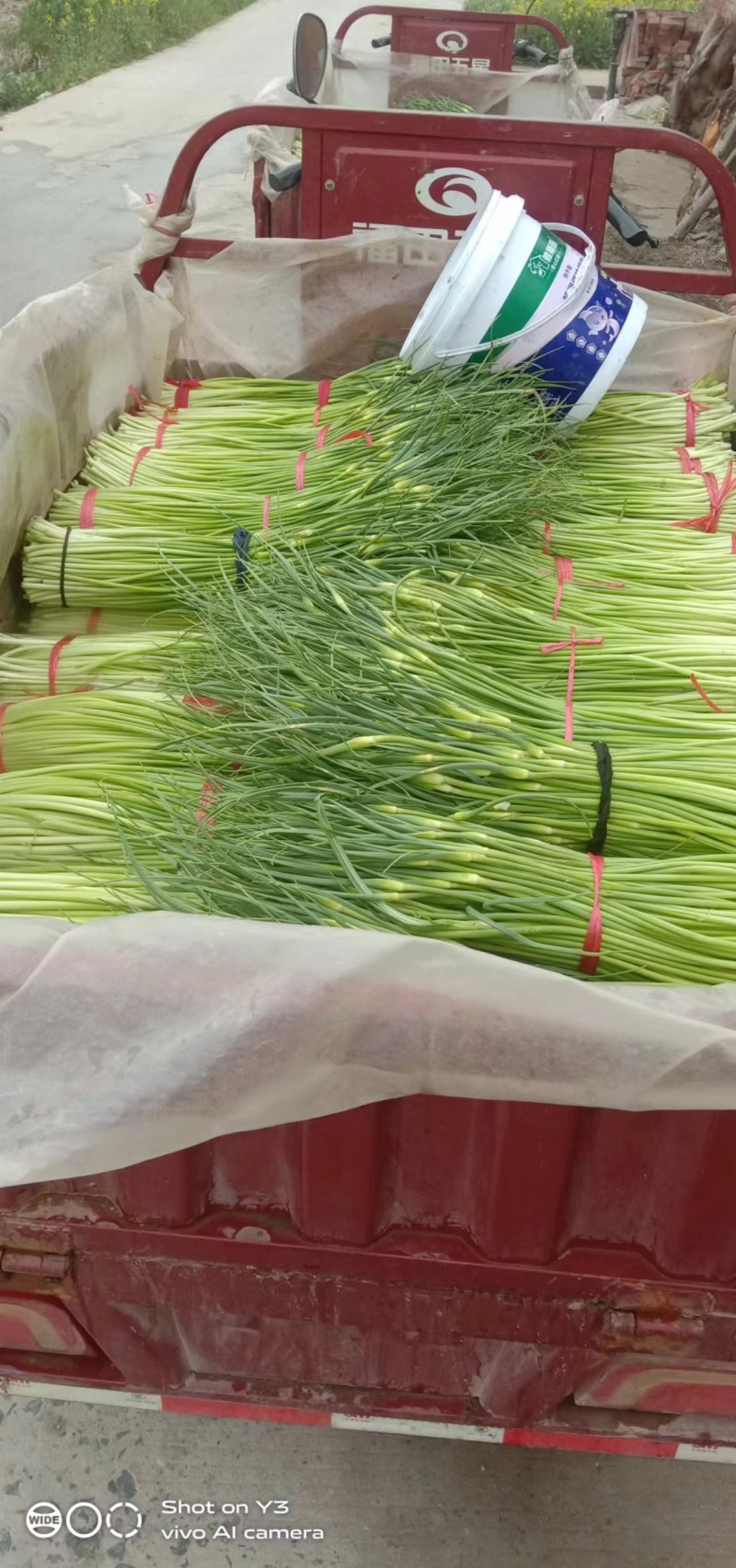 湖北钟祥蒜苔
