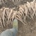 白玉山药豆苗