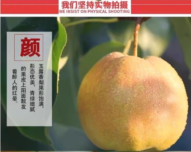 批发隰县玉露香梨75一80#18颗装