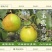 批发隰县玉露香梨75一80#18颗装