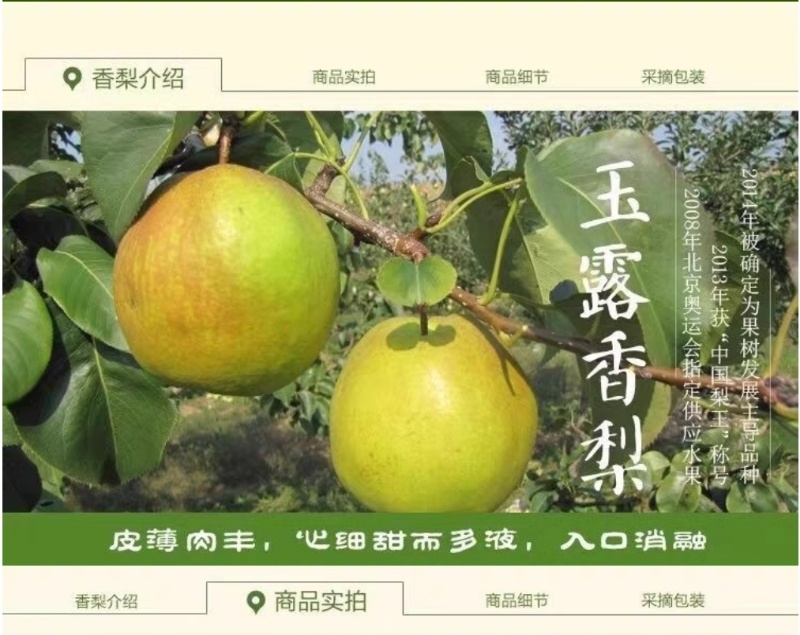 批发隰县玉露香梨75一80#18颗装