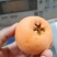 四川攀枝花米易枇杷（大五星）