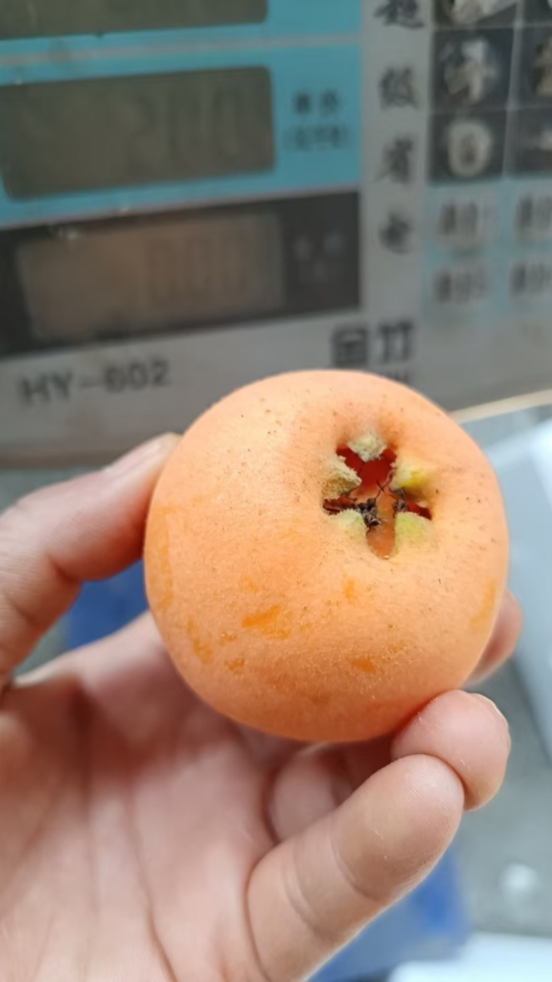四川攀枝花米易枇杷（大五星）