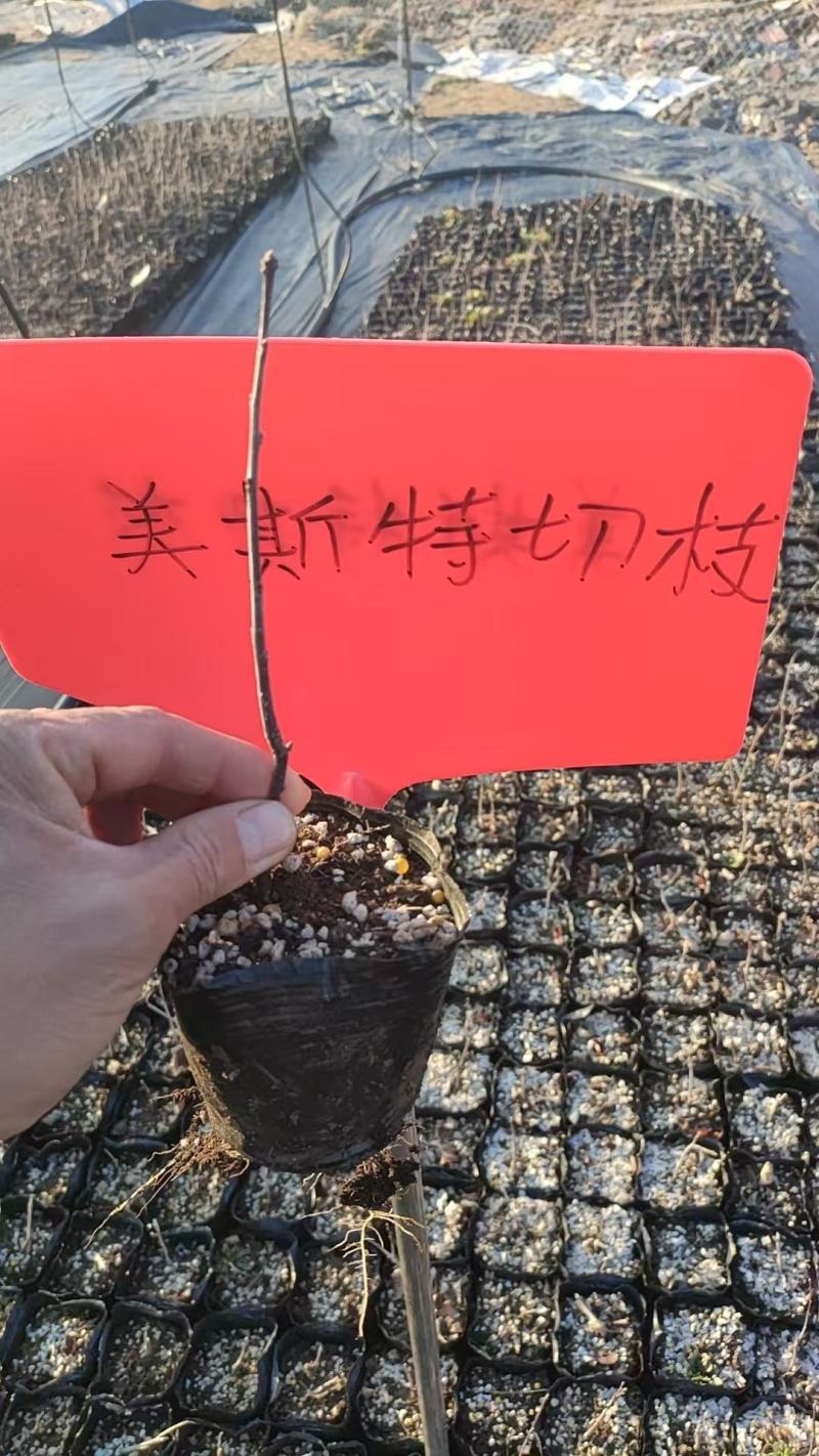 北美冬青小小盆盆栽奥斯特美斯特冬红10万颗
