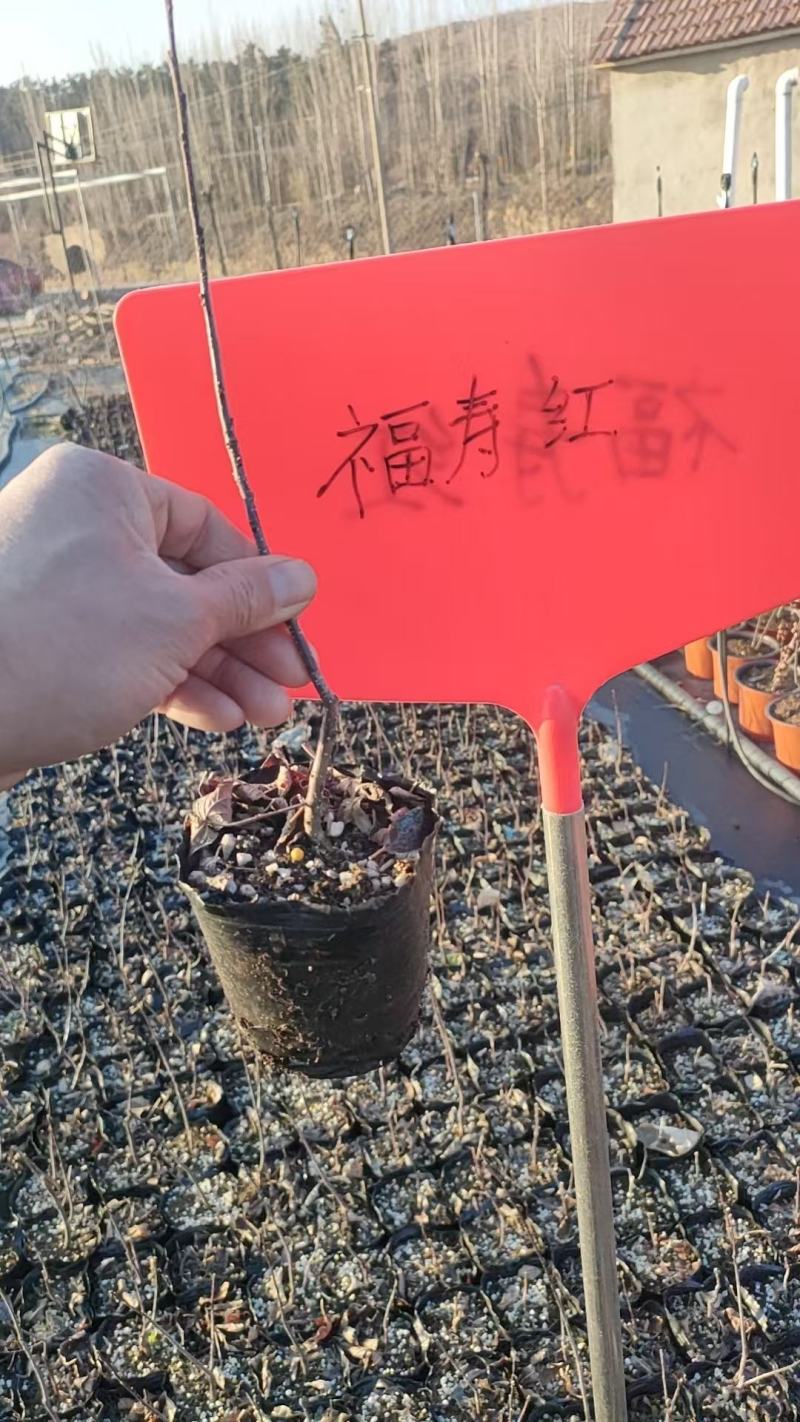 北美冬青小小盆盆栽奥斯特美斯特冬红10万颗