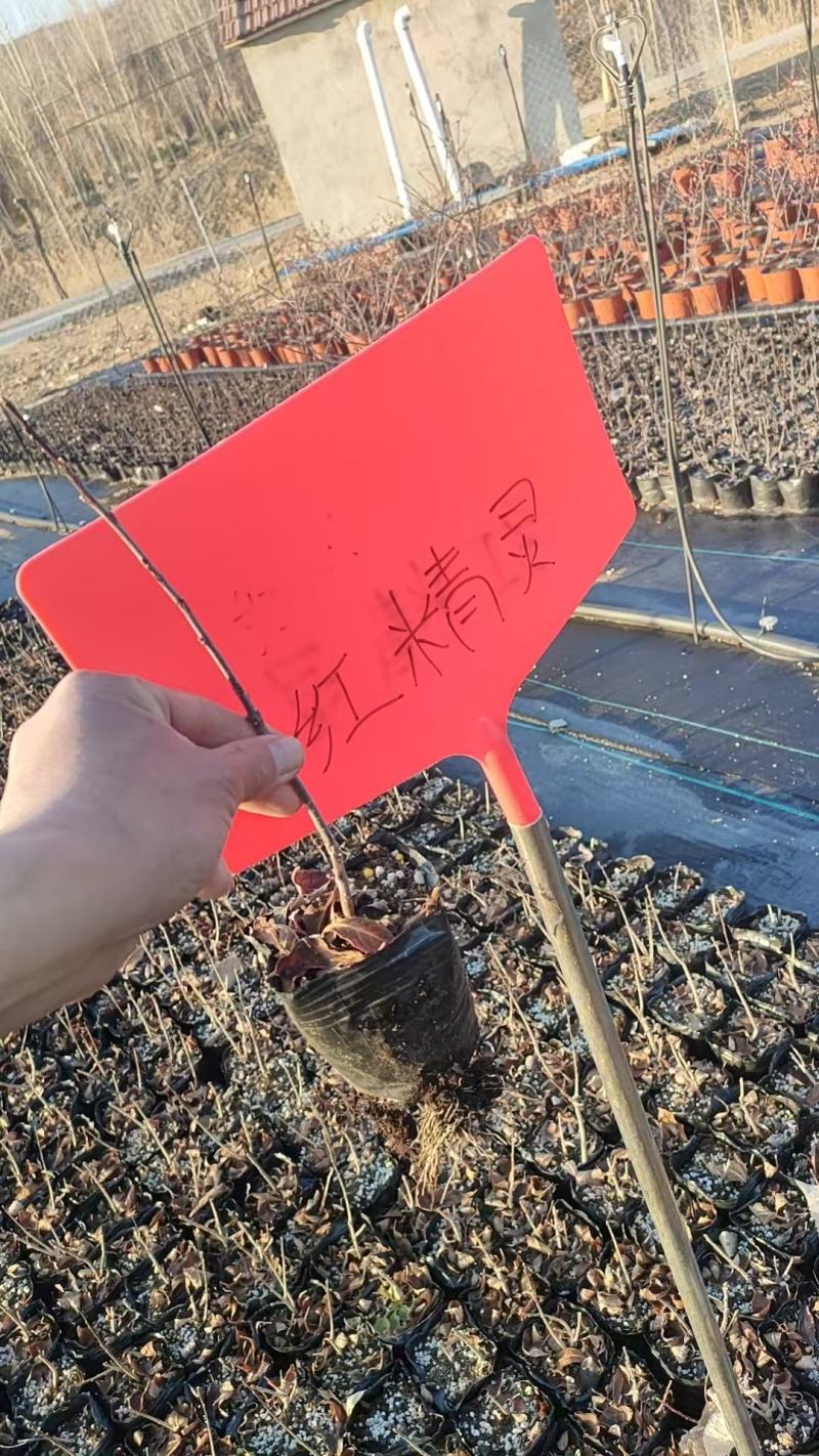北美冬青小小盆盆栽奥斯特美斯特冬红10万颗