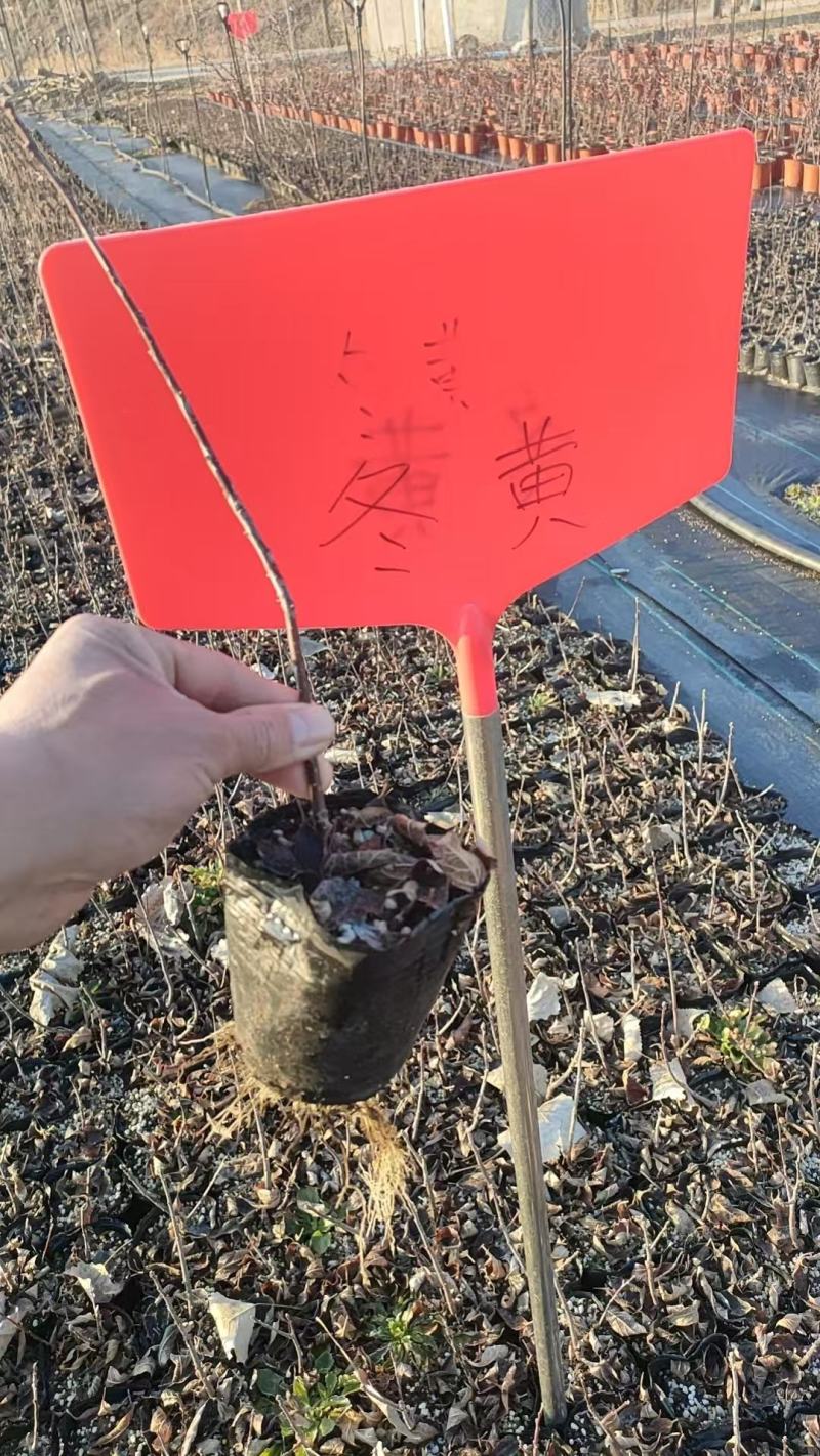 北美冬青小小盆盆栽奥斯特美斯特冬红10万颗