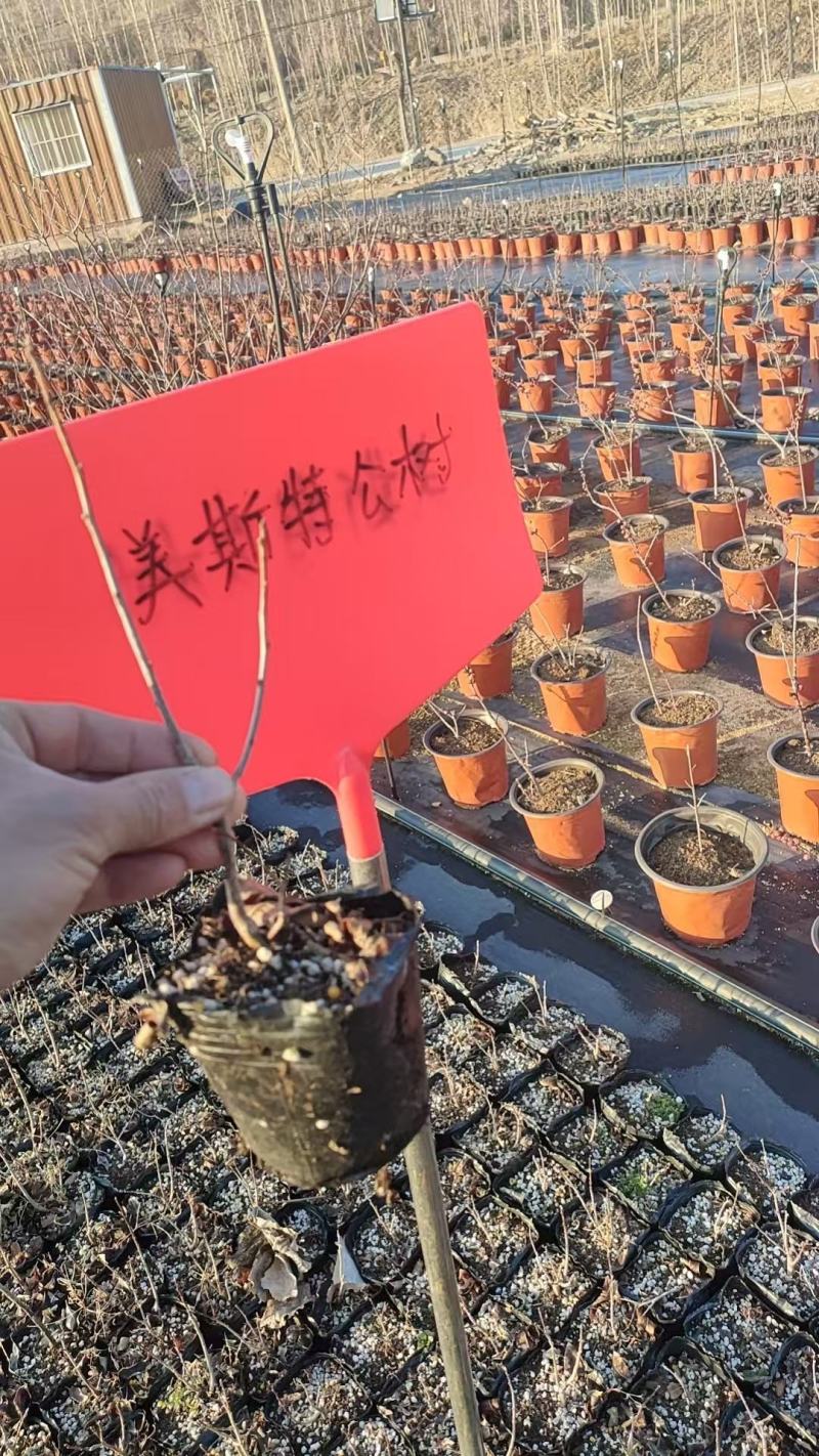 北美冬青小小盆盆栽奥斯特美斯特冬红10万颗