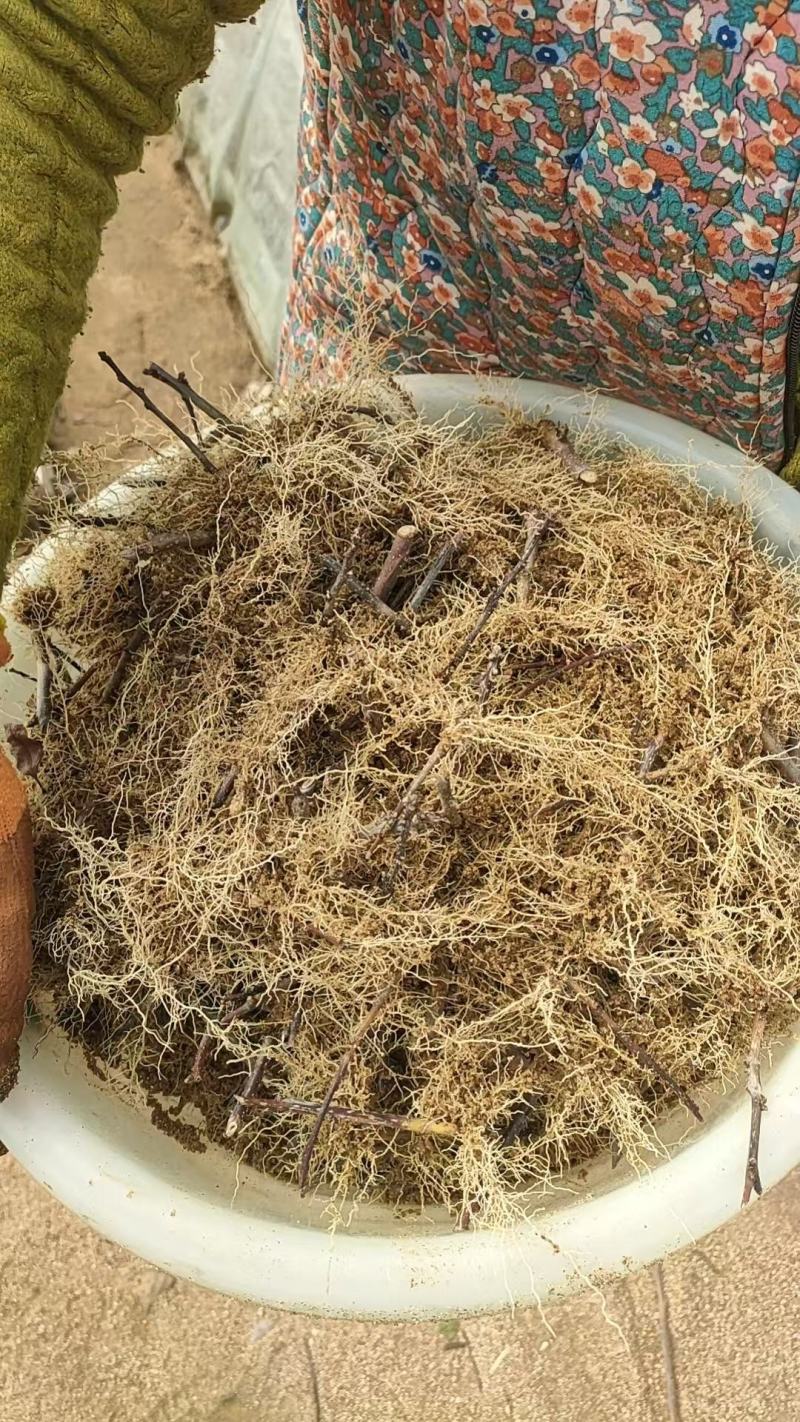 北美冬青小小盆盆栽奥斯特美斯特冬红10万颗