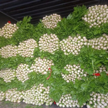 芹菜芹菜大量供应质优价廉欢迎各位客商前来选购
