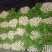 芹菜芹菜大量供应质优价廉欢迎各位客商前来选购