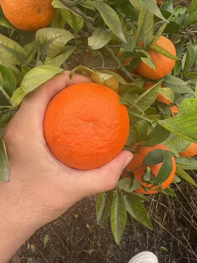 沃柑柑橘