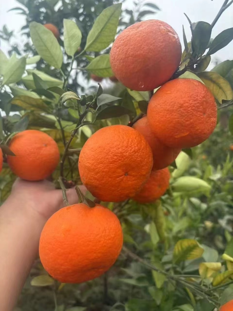 沃柑柑橘