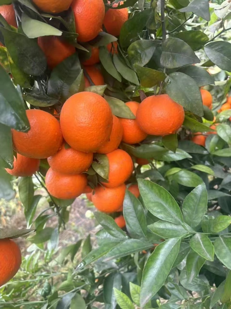 沃柑柑橘