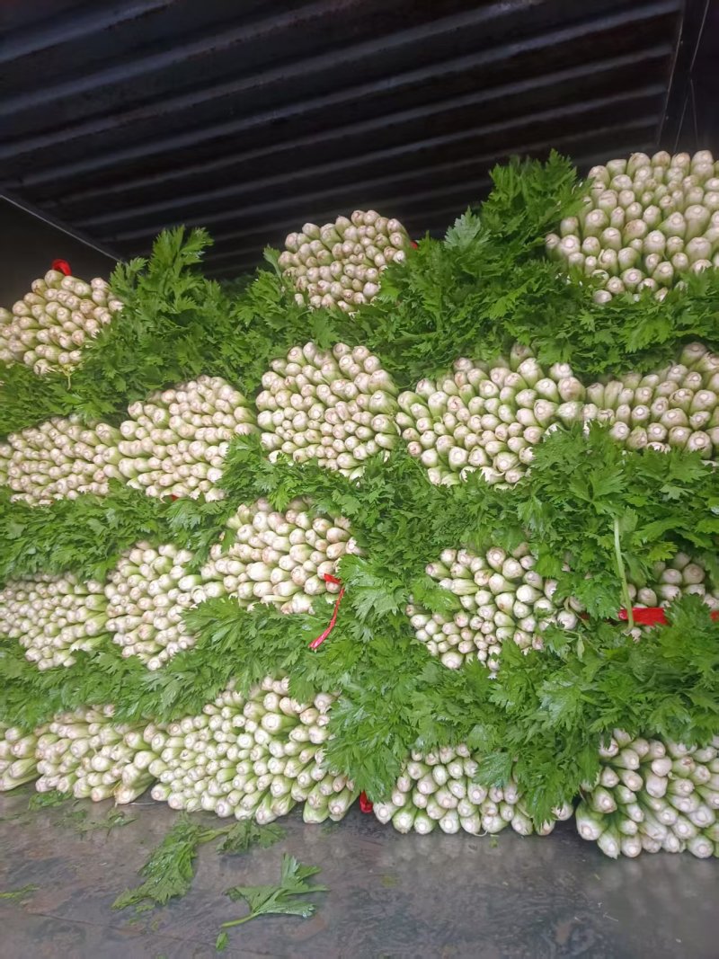 芹菜芹菜大量供应质优价廉欢迎各位客商前来选购