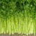 芹菜芹菜大量供应质优价廉欢迎各位客商前来选购