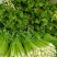 芹菜芹菜大量供应质优价廉欢迎各位客商前来选购