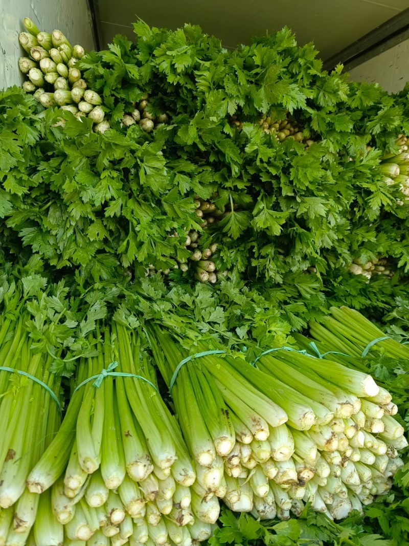 芹菜芹菜大量供应质优价廉欢迎各位客商前来选购