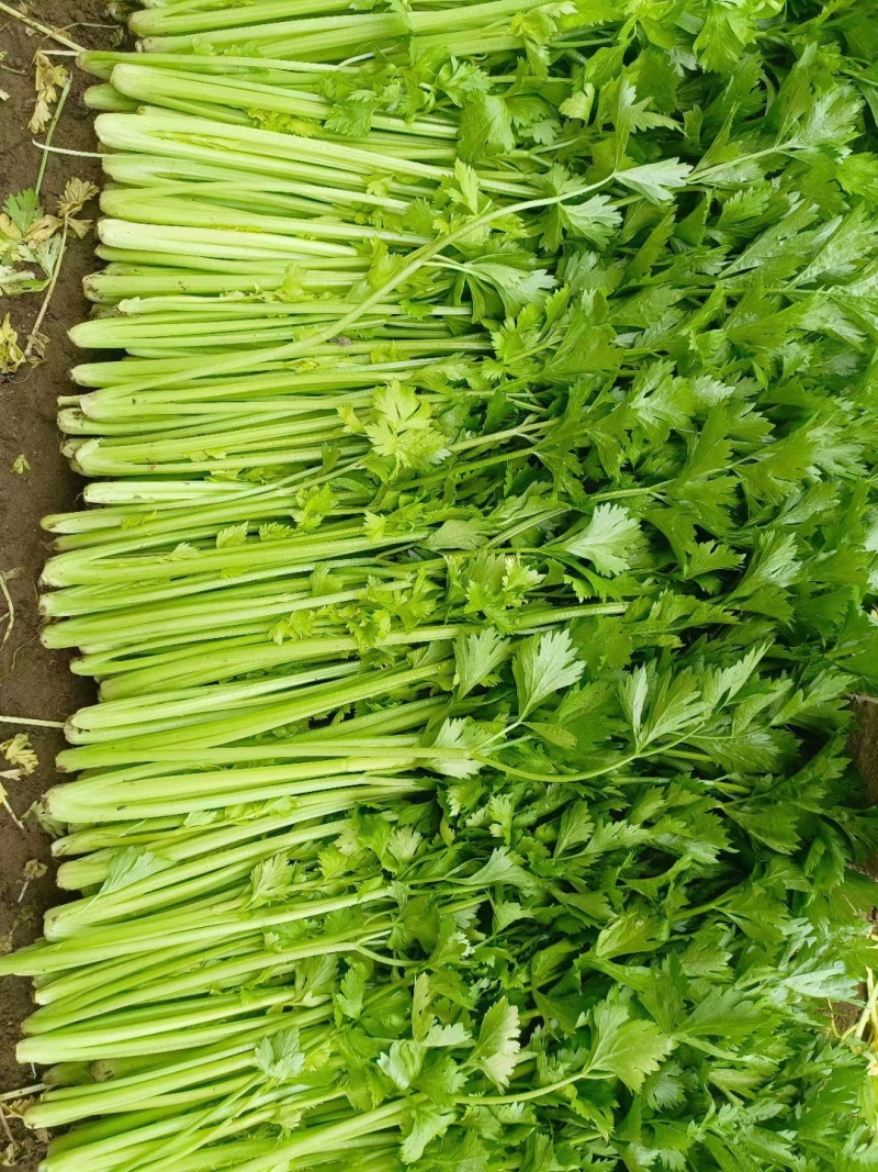 芹菜芹菜大量供应质优价廉欢迎各位客商前来选购
