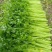 芹菜芹菜大量供应质优价廉欢迎各位客商前来选购