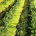芹菜芹菜大量供应质优价廉欢迎各位客商前来选购
