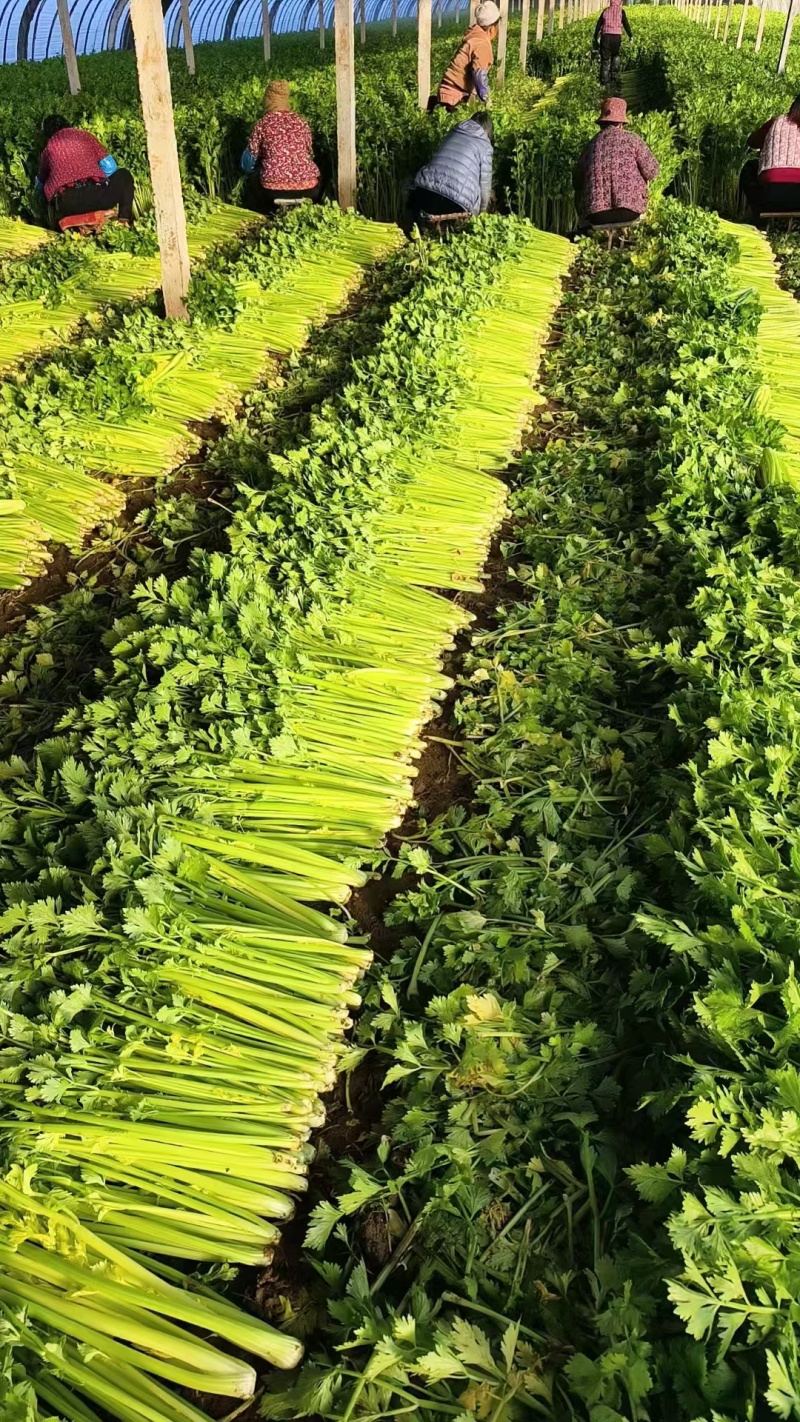 芹菜芹菜大量供应质优价廉欢迎各位客商前来选购