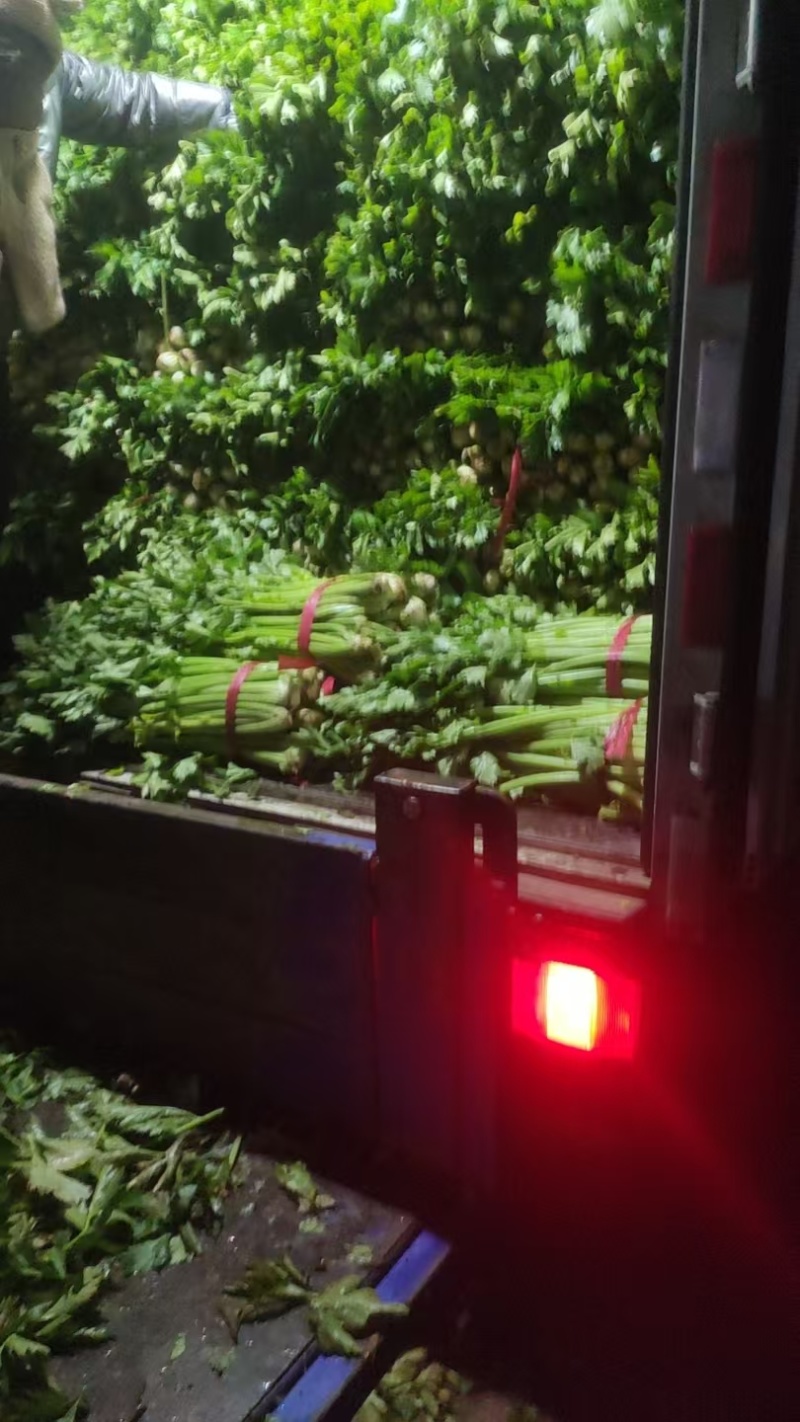 芹菜芹菜大量供应质优价廉欢迎各位客商前来选购