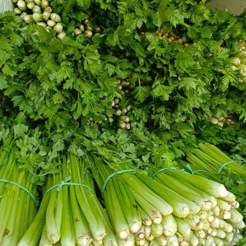 芹菜大量供应欢迎光临