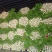 芹菜大量供应欢迎光临