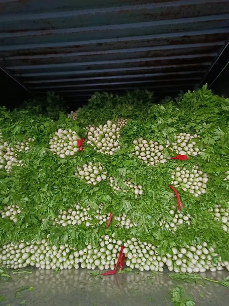 芹菜大量供应欢迎光临